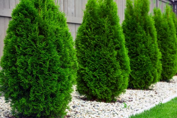 Arborvitae Planting in Prior Lake