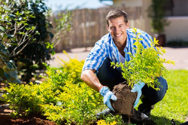 Bush Planting Service in Prior Lake