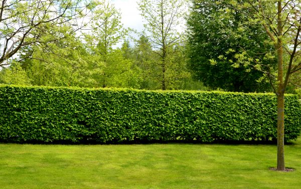 Hedge Planting in Prior Lake