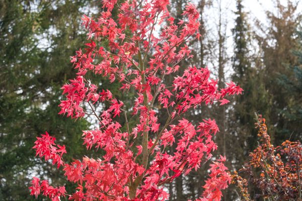 Japanese Maple Planting in Prior Lake