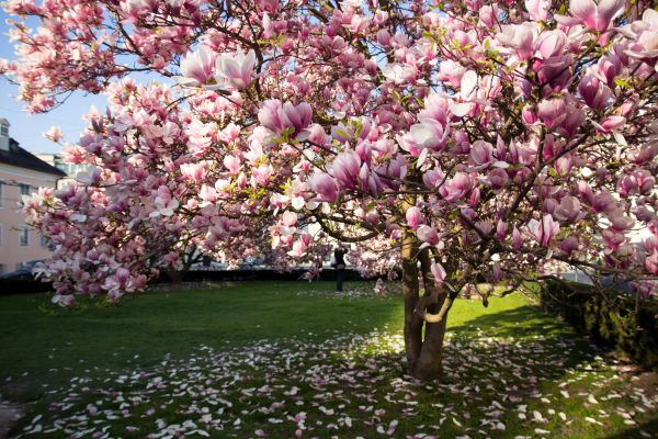 Magnolia Tree Planting in Prior Lake
