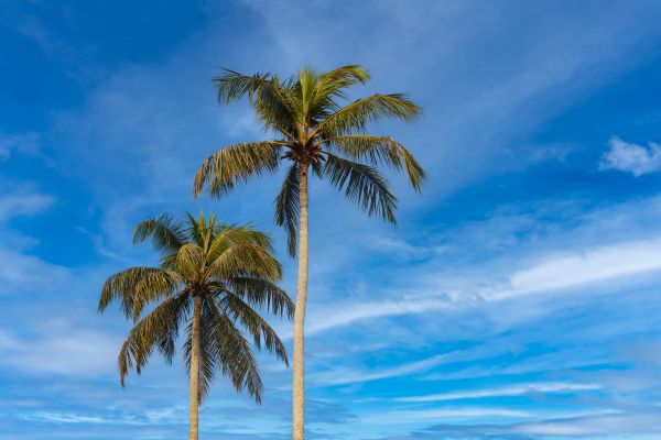 Palm Tree Planting in Prior Lake