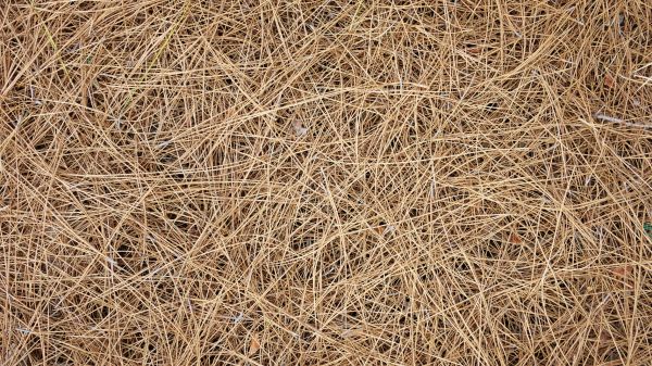 Pine Needles Delivery in Prior Lake