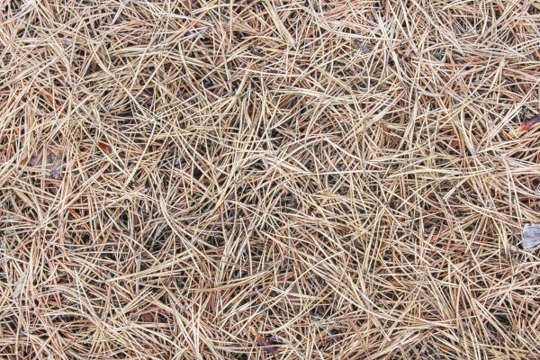 Pine Straw Installation in Prior Lake