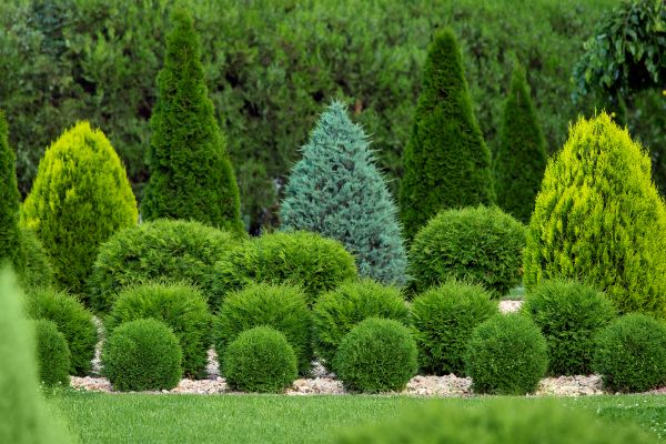 Shrub Replacement in Prior Lake