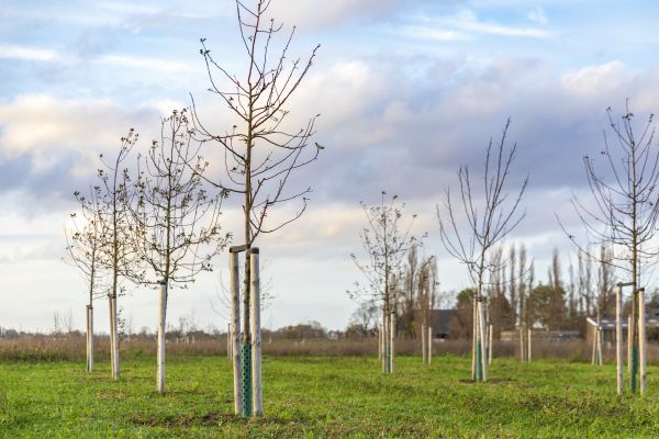 Tree Installation Service in Prior Lake