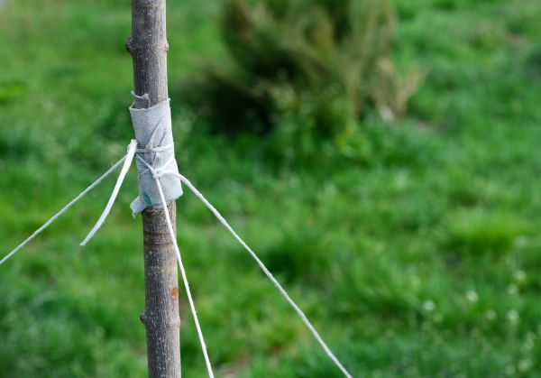 Tree Staking Service in Prior Lake