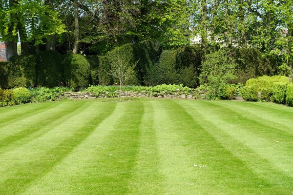 Lawn Renovation in Prior Lake