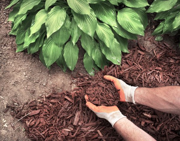 Shredded Mulch Service in Prior Lake