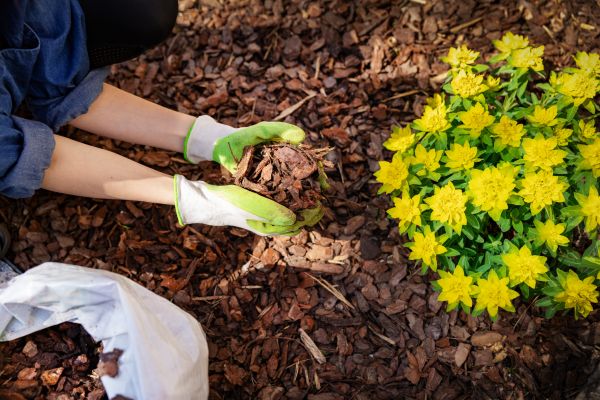 Pine Bark Mulch Installation in Prior Lake