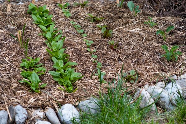 Mulch Service in Prior Lake