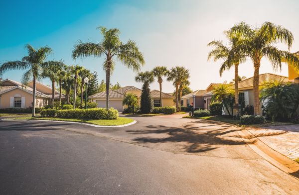 Palm Tree Landscaping in Prior Lake