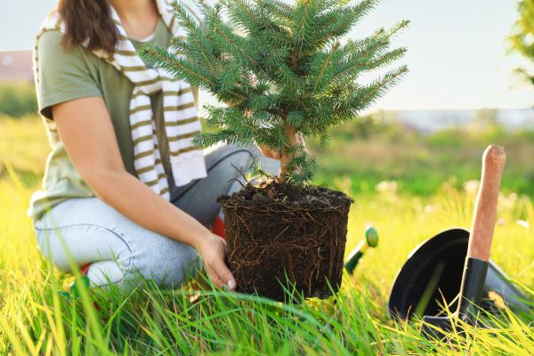 Spruce Tree Planting in Prior Lake