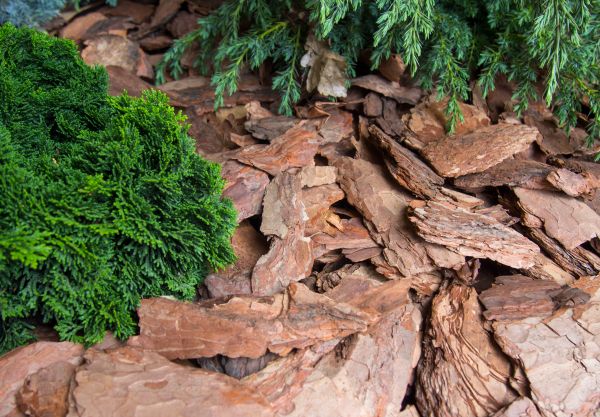Pine Bark Installation in Prior Lake