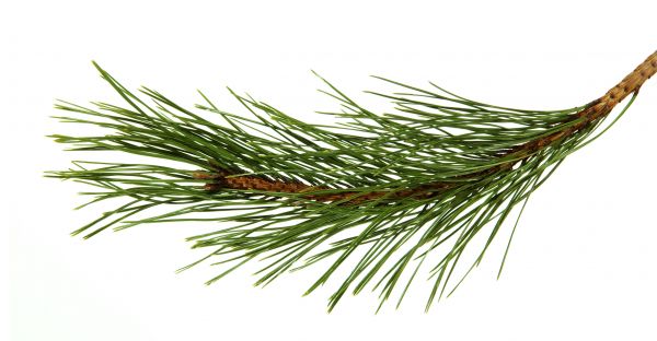 Pine Needles Installation in Prior Lake