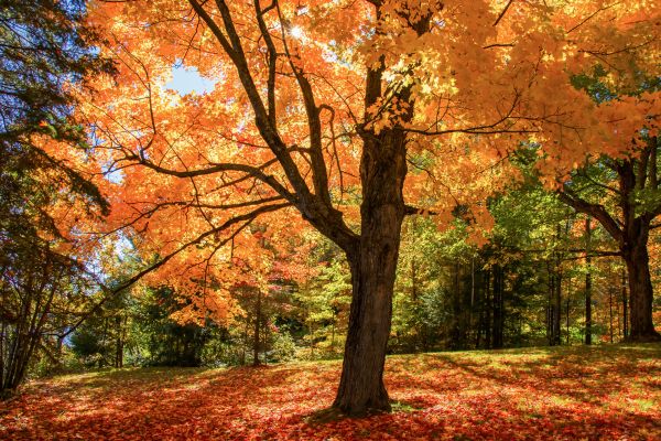 Maple Tree Planting in Prior Lake