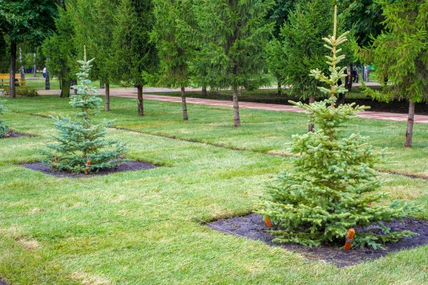 Privacy Trees Planting in Prior Lake