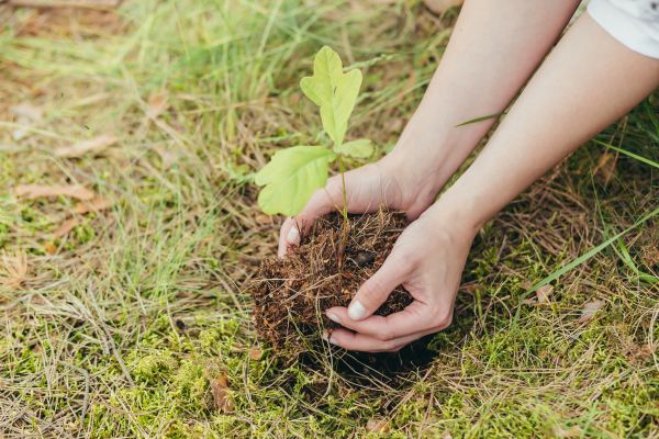 Oak Tree Planting in Prior Lake