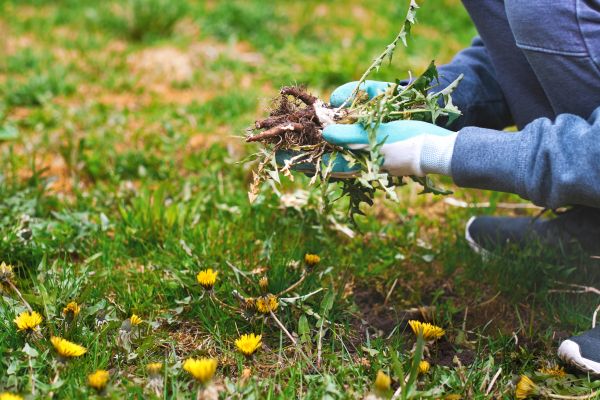 Flower Bed Clearing in Prior Lake