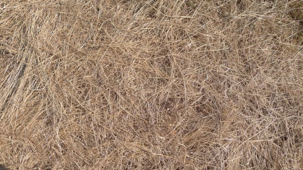 Pine Straw Replacement in Prior Lake