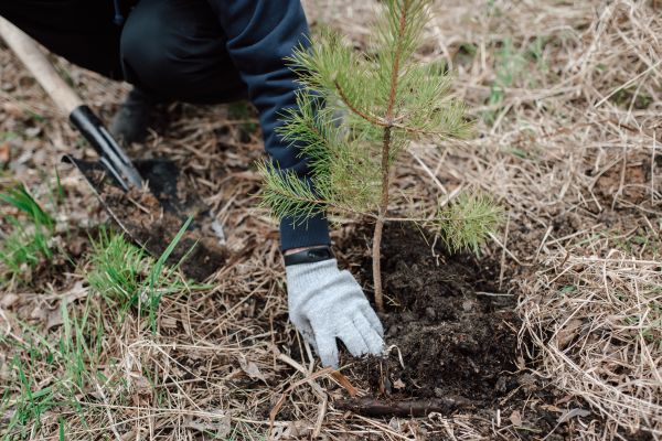 Pine Tree Planting in Prior Lake