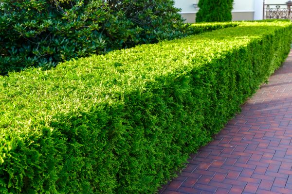 Hedge Installation in Prior Lake