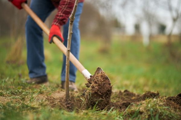 Trees Planting in Prior Lake