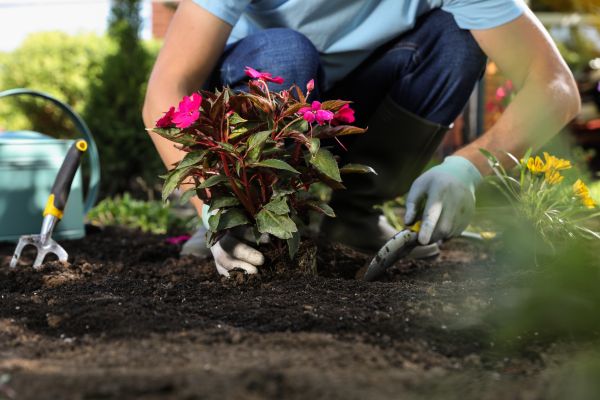 Plant Replacement in Prior Lake