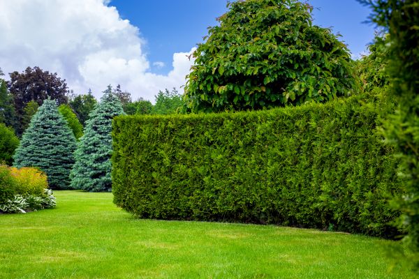 Hedge Landscaping in Prior Lake