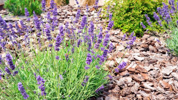 Pine Bark Landscaping in Prior Lake