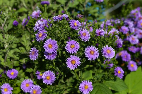 Perennial Flower Planting in Prior Lake