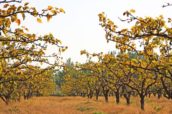 Pear Tree Planting in Prior Lake