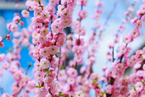 Japanese Cherry Tree Planting in Prior Lake
