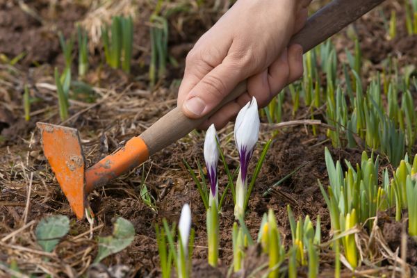 Flower Garden Weeding in Prior Lake