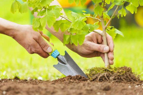 Fruit Tree Planting in Prior Lake
