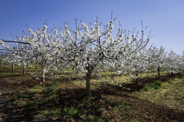 Orchard Planting in Prior Lake