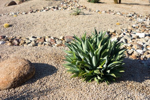 Xeriscaping Service in Prior Lake