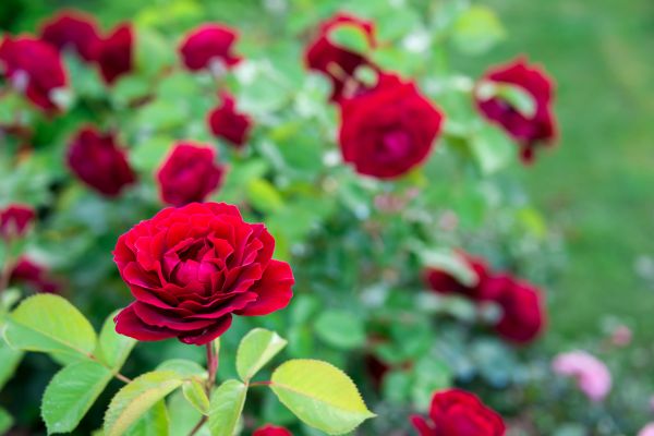 Rose Planting in Prior Lake