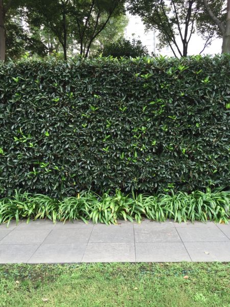 Privacy Shrub Planting in Prior Lake