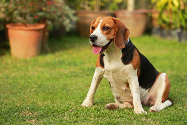 Dog Friendly Landscaping in Prior Lake