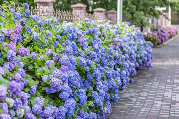 Hydrangea Landscaping in Prior Lake