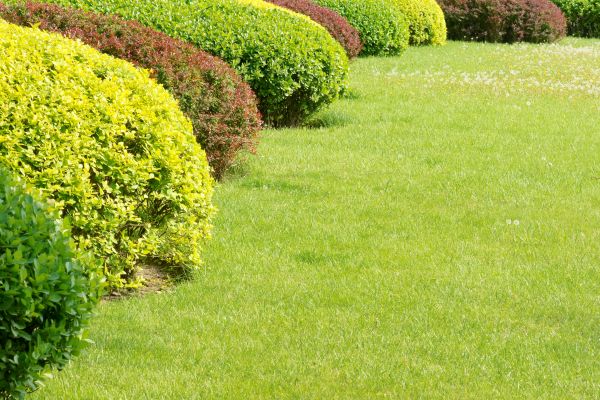 Shrubbery Planting in Prior Lake