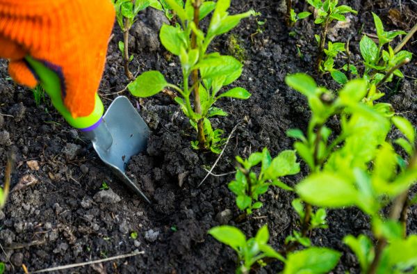 Hydrangea Planting in Prior Lake