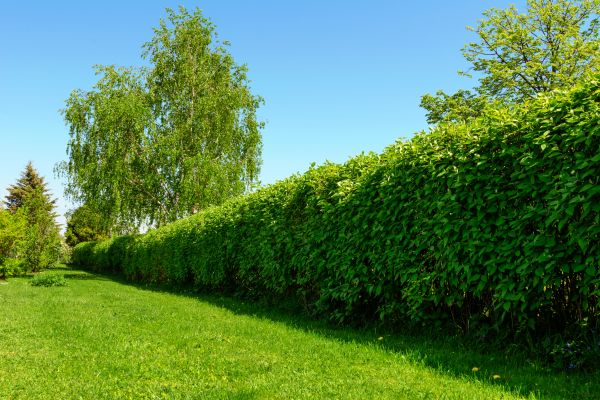 Hedge Replacement in Prior Lake