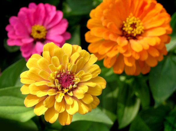 Zinnia Planting in Prior Lake