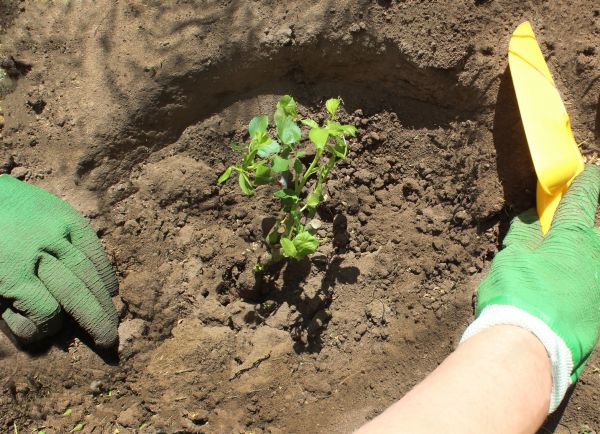 Rose Bush Planting in Prior Lake