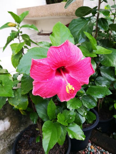 Hibiscus Planting in Prior Lake