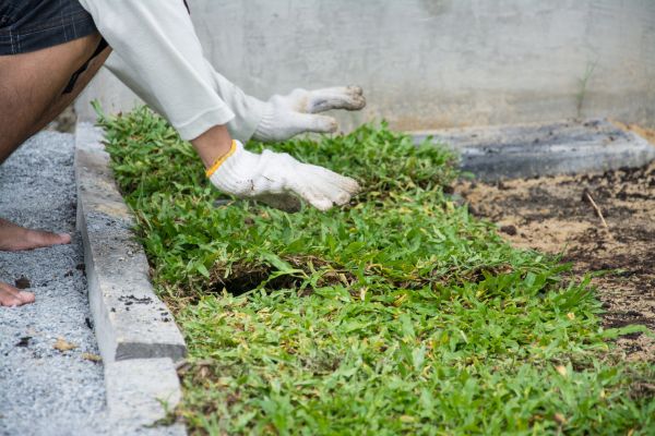 Ground Cover Planting in Prior Lake