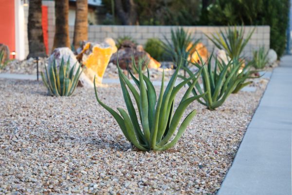 Drought Resistant Landscaping in Prior Lake