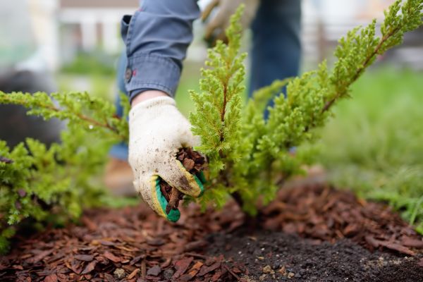 Church Mulching in Prior Lake